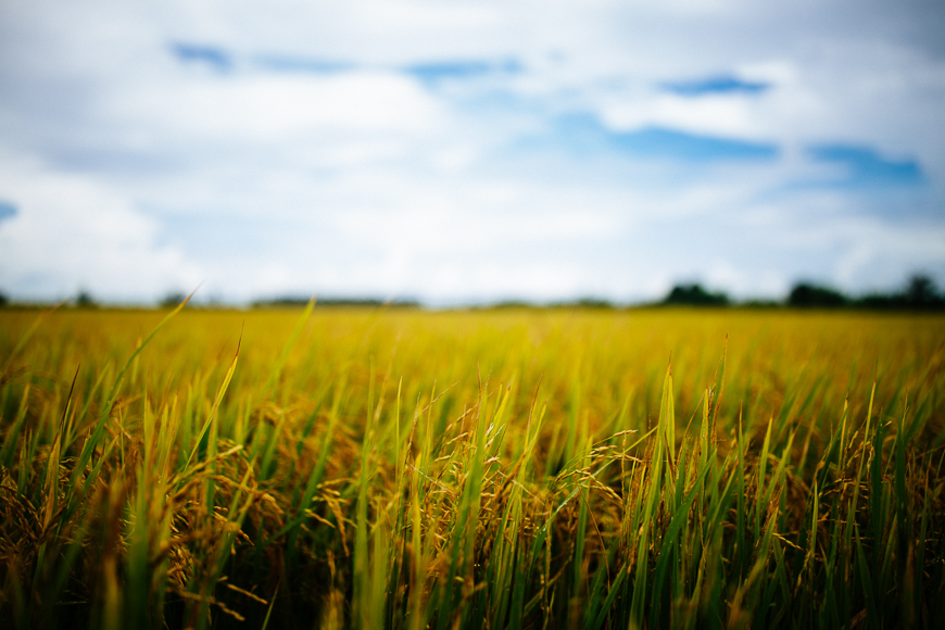 mekong delta rice fields