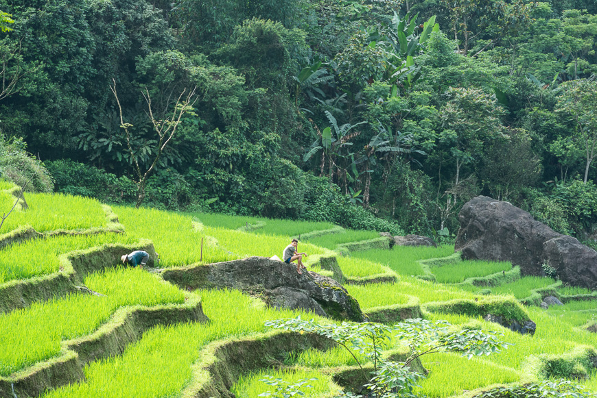 terraced rice paddy fields in Pu Luong