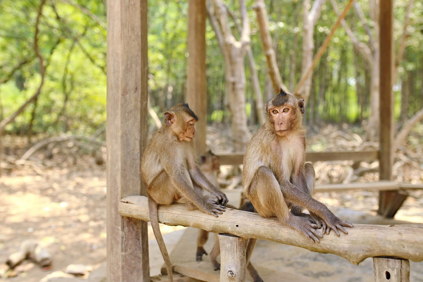 Can Gio Biosphere Reserve - Monkey