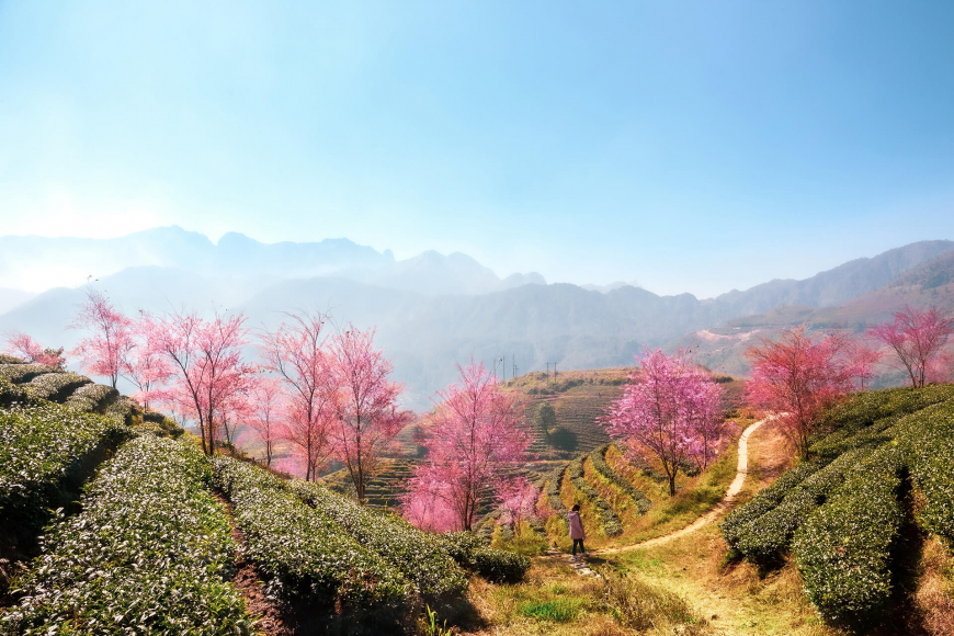 Vietnam Romantic Vacation - Sapa harvest season