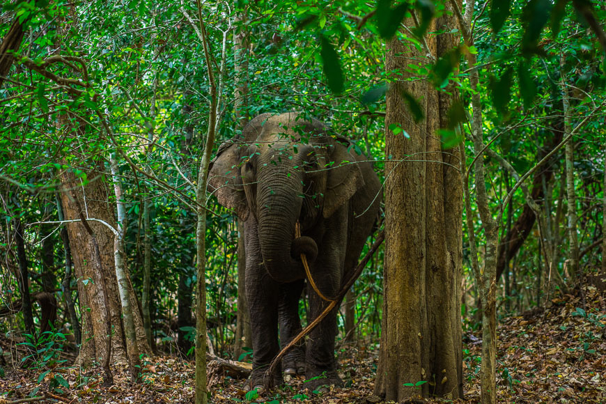 elephant tour buon ma thuot